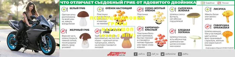 где купить наркотик  Гусиноозёрск  shop формула  Псилоцибиновые грибы GOLDEN TEACHER 